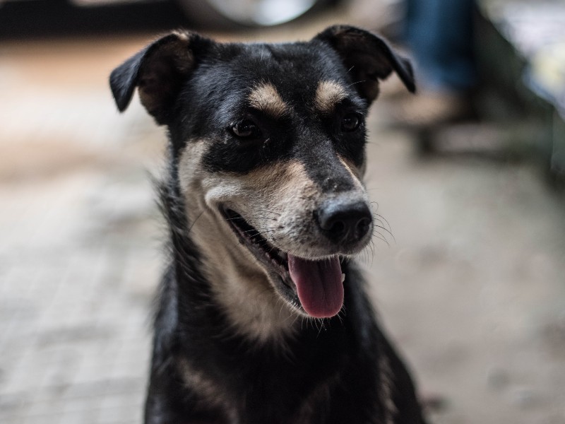 A foto mostra um cachorro, possivelmente sem raça definida, olhando para a frente. Ele é preto com manchas caramelo no focinho e no pescoço e está com a língua para fora